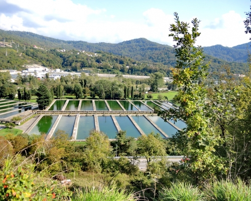 Форелевое хозяйство